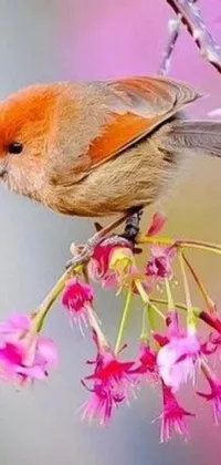 This stunning phone live wallpaper features a little bird sitting on a branch with pink and orange flowers, transitioning with the seasons depicted as 🌸 ☀ 🍂 ❄ in the background