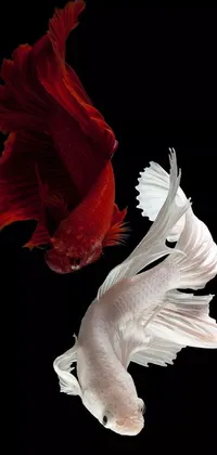 This live wallpaper features a stunning photorealistic painting of a vibrant crimson and white fish, set against a black background