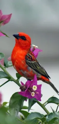 Decorate your mobile screen with this lively phone live wallpaper featuring an eye-catching red bird resting on a vibrant purple flower