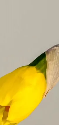 This stunning phone live wallpaper features a vibrant yellow and green bird perched on a branch