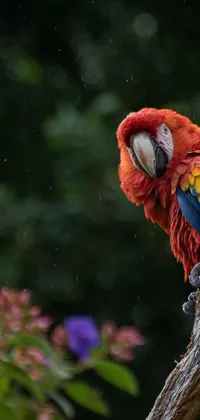 This vibrant live wallpaper features a stunningly-colored parrot perching on a textured tree branch, depicted in vivid shades of blue, green, yellow, and red
