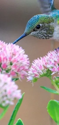 This hummingbird phone live wallpaper depicts a stunning hummingbird on top of a pink flower