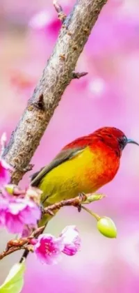 If you're in search of a lively and colorful phone live wallpaper, then look no further than this stunning image! Featuring a beautiful bird perched atop a tree branch, surrounded by vibrant shades of pink and yellow, this wallpaper is sure to catch your eye
