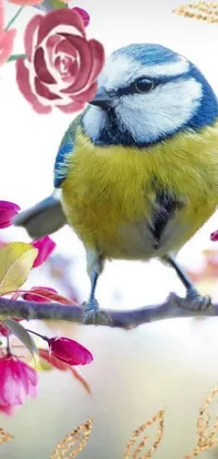 If you're looking for a vibrant and charming live wallpaper for your phone, this blue and yellow bird perched on a branch is the perfect pick