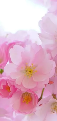 This live wallpaper depicts a bunch of pink flowers that are in full bloom, set against a green foliage background