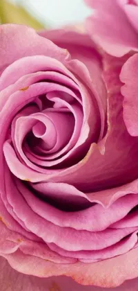 This phone live wallpaper features a breathtaking close-up view of a vibrant pink rose that has been arranged elegantly in a vase