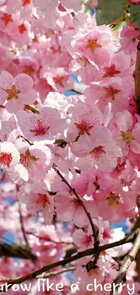 This live wallpaper for your phone features a cherry tree with beautiful pink flowers against a serene blue sky