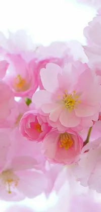 This phone live wallpaper showcases detailed pink flowers that ooze romance and beauty