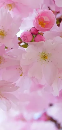 This live wallpaper depicts a close-up view of pink flowers