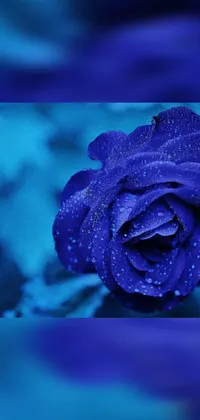 This live wallpaper for your phone features a breathtaking blue rose adorned with dewdrops