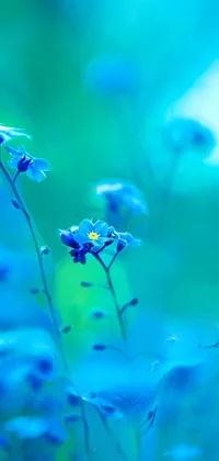 Flower Plant Blue Live Wallpaper