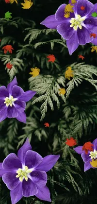 Flower Plant Blue Live Wallpaper