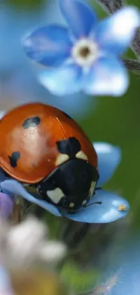 This phone live wallpaper showcases a striking red ladybug resting on a blue flower captured in 1024x1024 resolution