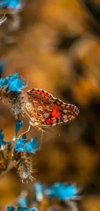 This beautiful live wallpaper features a butterfly perched atop a vibrant blue flower