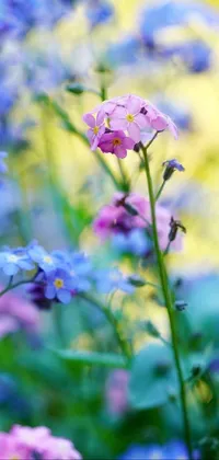 Beautiful pink Flower surrounded by Beautiful blue Flowers Live Wallpaper