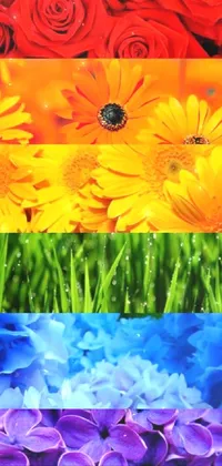 Flower Rainbow  Live Wallpaper