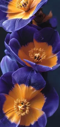 Flower Plant Blue Live Wallpaper