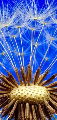 Enjoy the beauty of nature on your phone with this close-up Dandelion Live Wallpaper