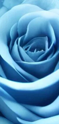 Flower Plant Blue Rose Live Wallpaper