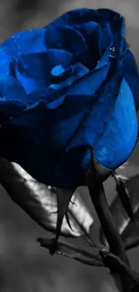Flower Plant Blue Rose Live Wallpaper