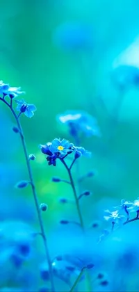 Flower Plant Blue Live Wallpaper