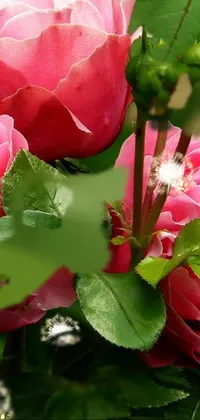 This phone live wallpaper showcases a mesmerizing image of pink flowers on a bed of rose-brambles and elegant greenery