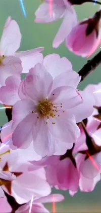 This live wallpaper features stunning pink flowers in a close-up view