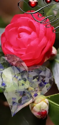 This stunning phone live wallpaper features a beautiful red rose delicately situated on a lush green leaf