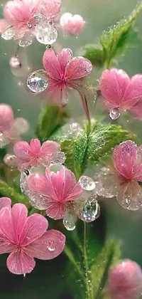 This live wallpaper for your phone features delicate pink flowers with water droplets