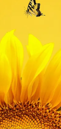 Yellow Sunflower Live Wallpaper