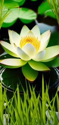 Flower Plant Botany Live Wallpaper