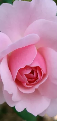 This mobile wallpaper features a stunning bloom of a pink rose in a serene garden captured by Joy Garnett in Alabama