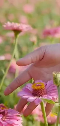This phone live wallpaper showcases a stunning close-up of a vibrant flower being gently touched by a hand