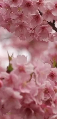 This live wallpaper showcases a vibrant close-up of pink flowering trees