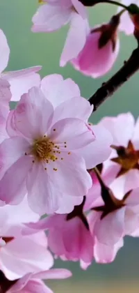 This stunning phone live wallpaper showcases pink sakura blossoms on a tree