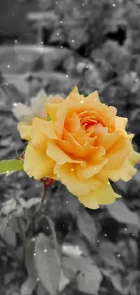 This live wallpaper features a stunning black and white photo of a yellow rose along with a colorized version, both of which are available in gray and orange hues