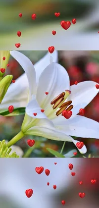 This live wallpaper showcases a stunning close-up photo of a white lily flower, with vibrant details of its petals, stamens and delicate features