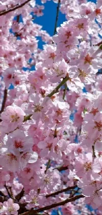 blossom  Live Wallpaper