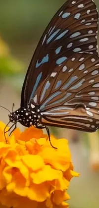 This phone live wallpaper features a mesmerizing image of a butterfly resting on a marigold flower