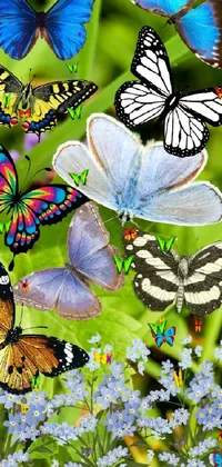 Butterfly's Live Wallpaper