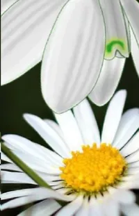 Flower Plant Camomile Live Wallpaper