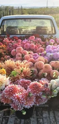 This stunning live wallpaper for your phone features a pickup truck filled with an abundance of colorful flowers, including gorgeous dahlias and a gradient of rainbow blooms