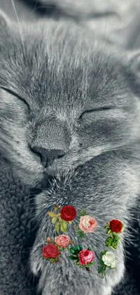 This phone live wallpaper showcases a stunning close-up photograph of a sleeping cat on a blanket with vibrant flowers in the background