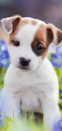 Enjoy a charming live wallpaper for your phone featuring a lovable Jack Russel dog amidst a gorgeous field of blue flowers