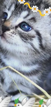 This phone live wallpaper showcases a photorealistic blue kitten sitting atop a hay pile with beautiful blue eyes and delicate flower adornments on its cheeks