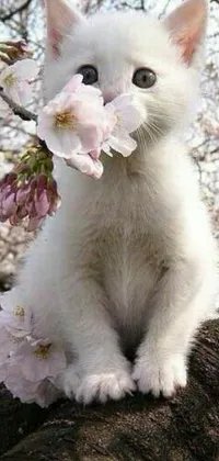 This live wallpaper features a cute white kitten carrying flowers and sitting on a tree branch against a light blue sky with fluffy clouds