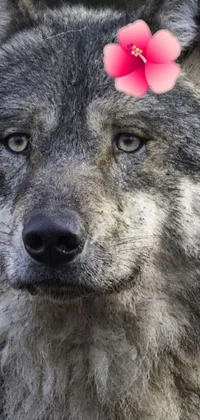 Experience a stunning and realistic live wallpaper featuring a photorealistic depiction of a grey wolf with a pink nose and yellow eyes