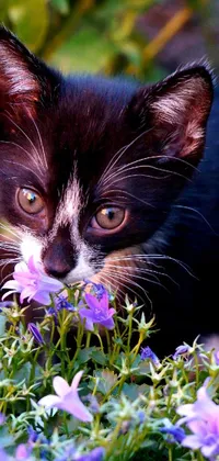 This charming phone wallpaper depicts a black and white kitten surrounded by a sea of striking purple lobelia flowers