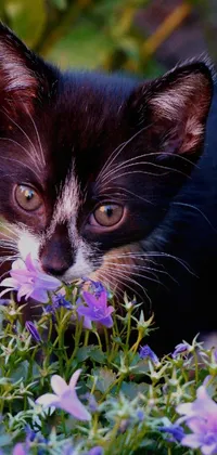 This phone live wallpaper depicts a photorealistic black and white feline amidst a stunning array of purple flowers like lobelia and pink roses