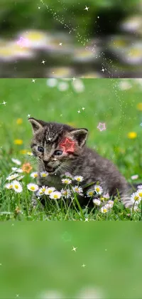 This phone live wallpaper features an adorable kitten sitting in a grassy field surrounded by brightly blooming flowers